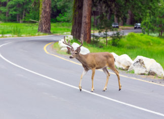 Voza?i oprez: Posebno pripazite na jelensku divlja? na cesti!