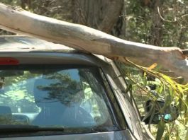 Kako naplatiti štetu ako vam automobil oštete grana, crijep, lim…