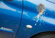 Zračno ‘bombardiranje’: Važno je što prije očistiti ptičji izmet s obojenih površina automobila!