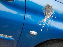 Zračno ‘bombardiranje’: Važno je što prije očistiti ptičji izmet s obojenih površina automobila!