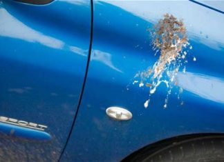 Zračno ‘bombardiranje’: Važno je što prije očistiti ptičji izmet s obojenih površina automobila!