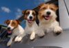 Što je sve nužno znati za siguran prijevoz psa u automobilu?