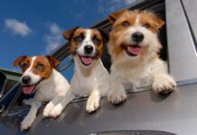 Što je sve nužno znati za siguran prijevoz psa u automobilu?