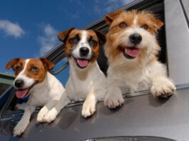 Što je sve nužno znati za siguran prijevoz psa u automobilu?