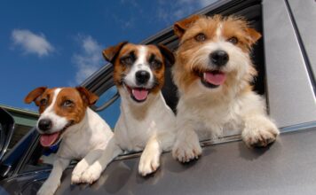 Što je sve nužno znati za siguran prijevoz psa u automobilu?