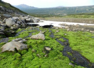 Zbog klimatskih promjena Arktik postaje sve zeleniji