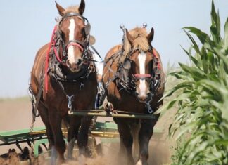 Znate li kako je nastala mjera – konjska snaga (KS)?