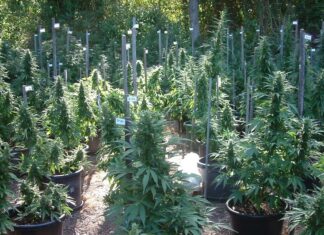 Australski proizvo?a?i kanabisa kre?u u pohod na Europu