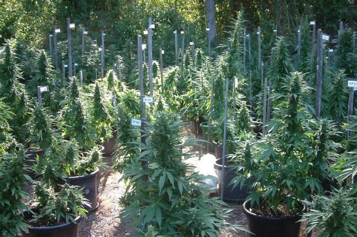 Mullaways_Medical_Cannabis_Research_Crop